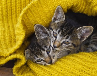 İki şeritli yavru kedi sarı bir örme eşarp sarılır. Mühürler oynamak. Arkadaşlık Evcil hayvan. Kedi kendisini soğuk sonbaharda ısıtıyor. Bir insanın ev arkadaşı.