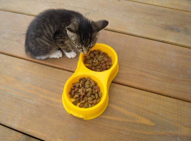 Küçük bir çizgili yavru kedi kedi maması sarı bir kaseden yiyor. Plastik tabak. Kahvaltı bir kedi. Ahşap arka plan.
