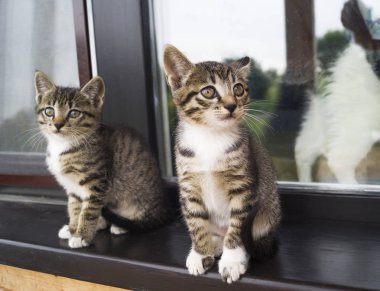 İki küçük şeritli yavru kedi pencere kenarında oturmak. Bahçedeki evin penceresini açın. Ahşap lambri. Oyun oynayan kedi.