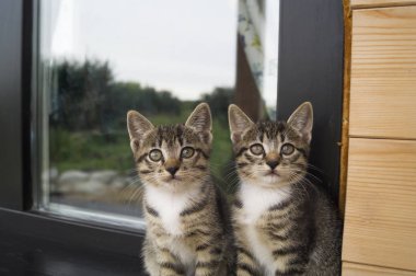 İki küçük şeritli yavru kedi pencere kenarında oturmak. Bahçedeki evin penceresini açın. Ahşap lambri. Oyun oynayan kedi.