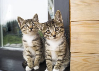 İki küçük şeritli yavru kedi pencere kenarında oturmak. Bahçedeki evin penceresini açın. Ahşap lambri. Oyun oynayan kedi.