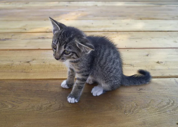 Ένα Μικρό Tabby Γάτα Κάθεται Πάνω Ξύλινες Σανίδες Γατάκι Βρίσκεται — Φωτογραφία Αρχείου