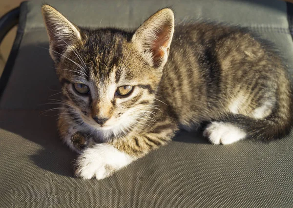 Küçük Bir Tekir Kedi Ahşap Kurullarında Oturuyor Belgili Tanımlık Yavru — Stok fotoğraf