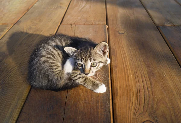 Küçük Bir Tekir Kedi Ahşap Kurullarında Oturuyor Belgili Tanımlık Yavru — Stok fotoğraf