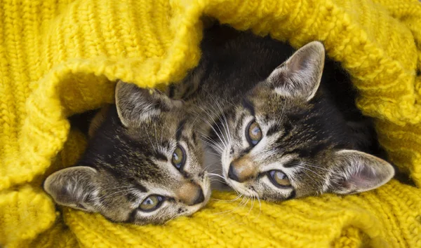 Dois Gatinhos Listrados São Envoltos Lenço Malha Amarelo Selos Jogam — Fotografia de Stock