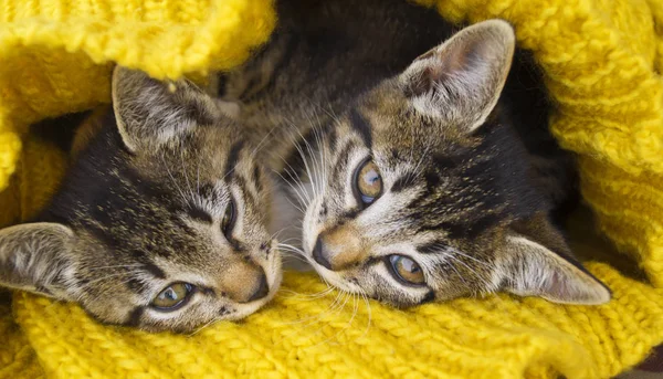 Dos Gatitos Rayas Están Envueltos Una Bufanda Punto Amarillo Las —  Fotos de Stock