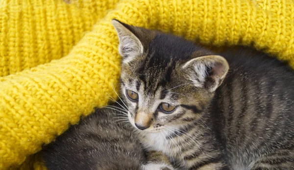 Gatinho Listrado Enrolado Lenço Malha Amarelo Gato Aquece Outono Frio — Fotografia de Stock