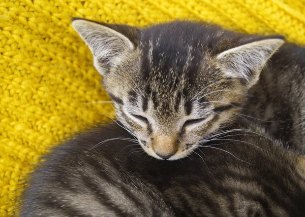 条纹小猫裹着一条黄色的针织围巾 那只猫在寒冷的秋天里变暖了 — 图库照片