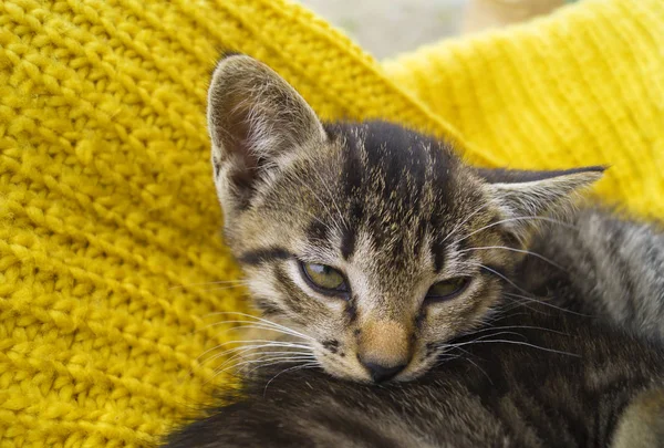 Het Gestreepte Kitten Verpakt Een Gele Gebreide Sjaal Kat Verwarmt — Stockfoto