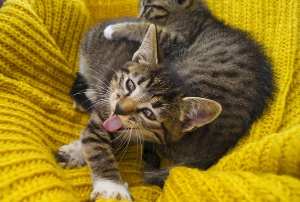 Dois Gatinhos Listrados São Envoltos Lenço Malha Amarelo Selos Jogam — Fotografia de Stock