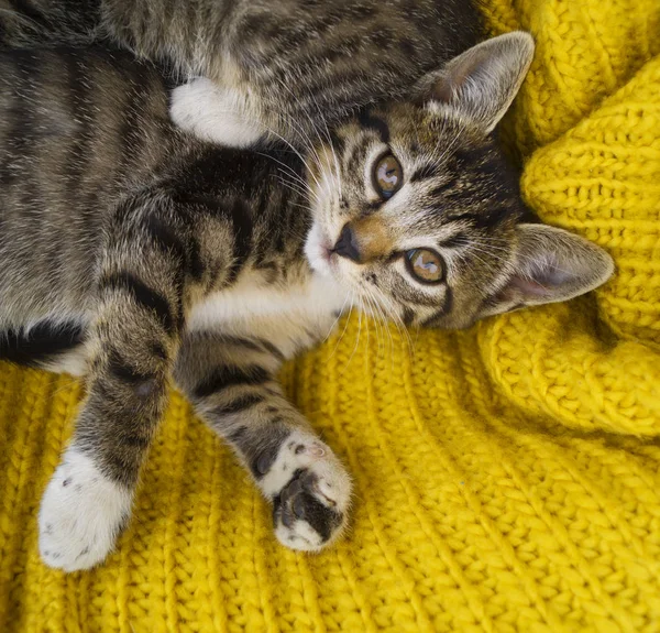 縞模様の子猫は 黄色のニット スカーフでラップされます 猫は寒い秋に自体を暖めます ペット — ストック写真