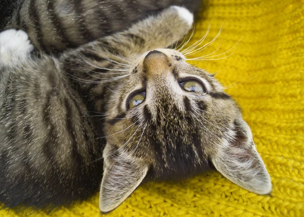 条纹小猫裹着一条黄色的针织围巾 那只猫在寒冷的秋天里变暖了 — 图库照片