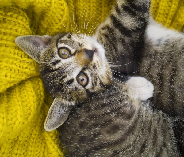 縞模様の子猫は 黄色のニット スカーフでラップされます 猫は寒い秋に自体を暖めます ペット — ストック写真