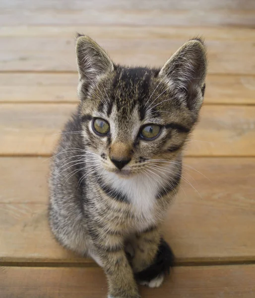 Eine Kleine Katze Sitzt Auf Holzbrettern Das Kätzchen Liegt Ausgebreitet — Stockfoto