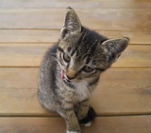 Eine Kleine Katze Sitzt Auf Holzbrettern Das Kätzchen Liegt Ausgebreitet — Stockfoto