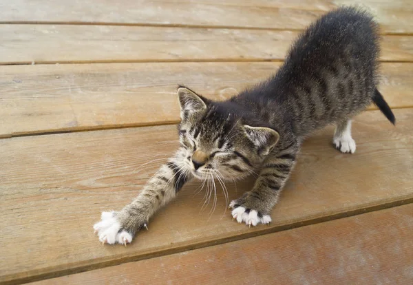 小さなトラ猫は 木の板に座っています 子猫に伸ばしてあります 足の爪 ペットは — ストック写真