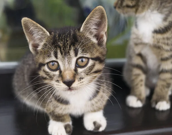 Küçük Şeritli Yavru Kedi Pencere Kenarında Oturmak Bahçedeki Evin Penceresini — Stok fotoğraf