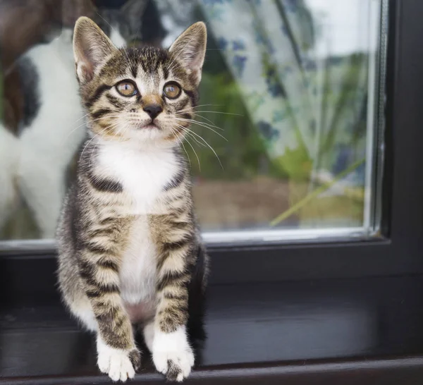 Küçük Şeritli Yavru Kedi Pencere Kenarında Oturmak Bahçedeki Evin Penceresini — Stok fotoğraf