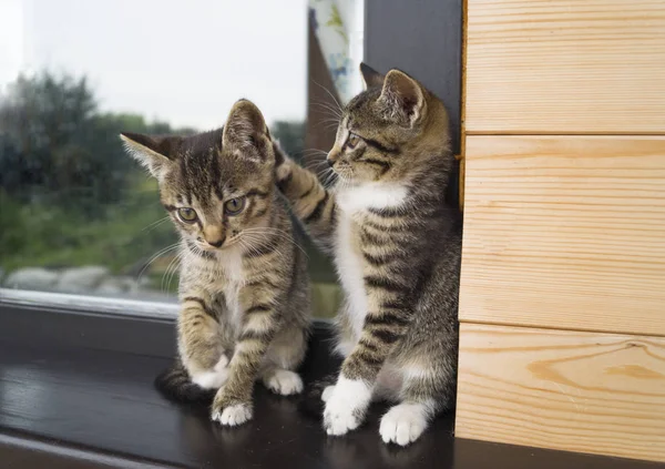 つの小さな縞模様の子猫は 窓辺に座る 庭の家の窓 木製の羽目板 遊び心のある猫 — ストック写真