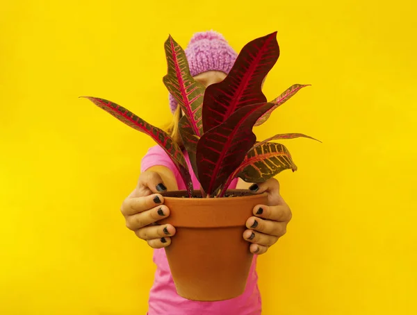 stock image Fashion portrait happy young smiling woman wearing colorful pink knitted hat over yellow background. The girl is holding a potted plant. Copy Space Concept Lifestyle, Winter, Vacation.