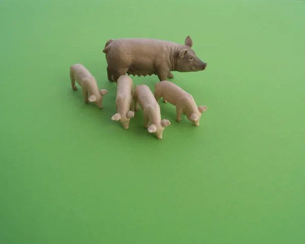 An pig animal is a children\'s toy. Plastic figurine for the game. Green background. Farm and the zoo.