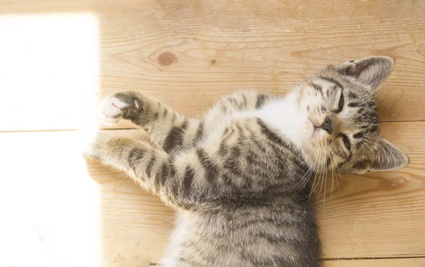 Dois Gatinhos Pequenos Jogam Chão Madeira Luz Solar Gato Mesa — Fotografia de Stock