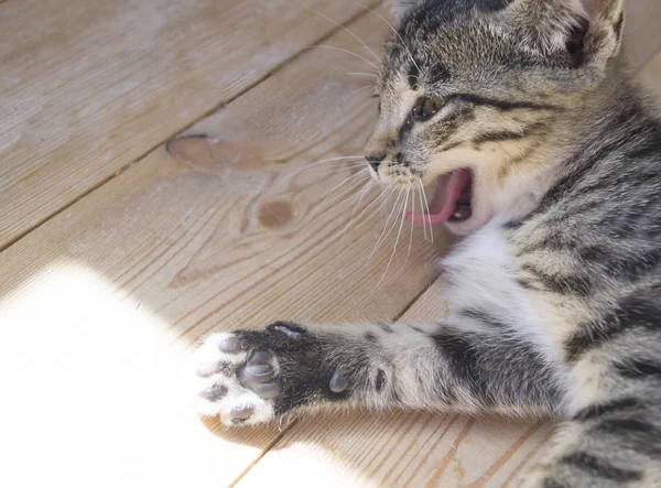 고양이 바닥에 재생합니다 햇빛입니다 줄무늬 고양이 — 스톡 사진