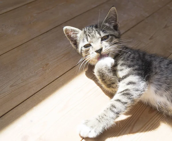 Two small kittens play on the wooden floor. Sunlight. The tabby cat yawns and stretches.