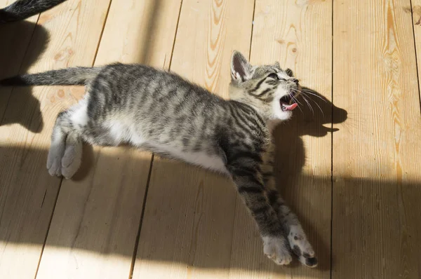 Dvě Malé Koťata Hrají Dřevěnou Podlahu Sluneční Světlo Mourovatá Kočka — Stock fotografie