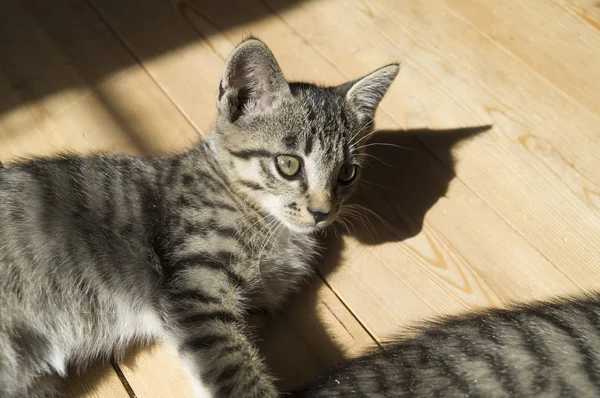 つの小さな子猫は 木の床を再生します ぶち猫あくびと伸び — ストック写真