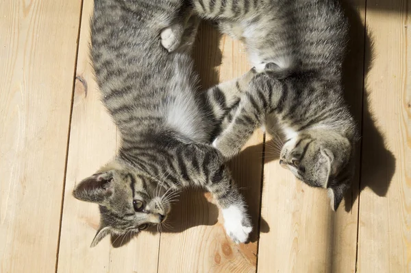 Two small kittens play on the wooden floor. Sunlight. The tabby cat yawns and stretches.