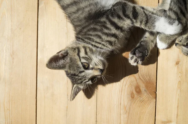 Two Small Kittens Play Wooden Floor Sunlight Tabby Cat Yawns — Stock Photo, Image