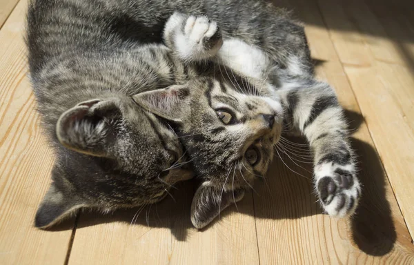 Два Маленьких Котенка Играют Деревянном Полу Солнечный Свет Тэбби Кот — стоковое фото