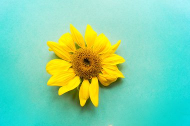 Üzerinde mavi bir arka plan ayçiçeği. Solmuş bir çiçek. Sıcak yaz. Sonbaharda hasat.