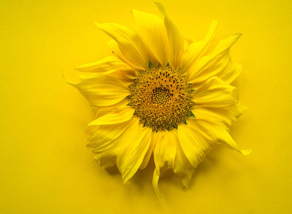 Sunflower flower on a yellow background. Summer heat. Place for the inscription.