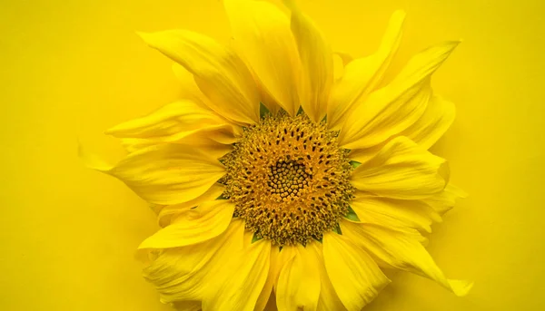 Sunflower flower on a yellow background. Summer heat. Place for the inscription.