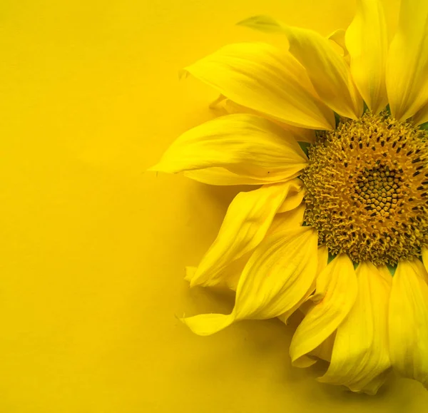 Sunflower flower on a yellow background. Summer heat. Place for the inscription.