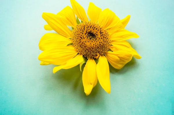 Sunflower on a blue background. A withered flower. Hot Summer. Autumn harvest.