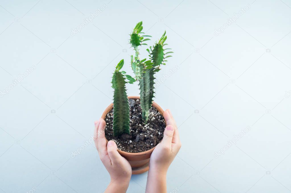 Girl hands holding small pot with green decorative succulent plant with copy space on turquoise paper background in minimalism style. Template for child blog.