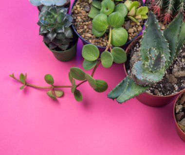 Pembe bir arka plan üzerinde kaktüs ile pota. Pastel tonları. Sevgililer günü. Tropik.