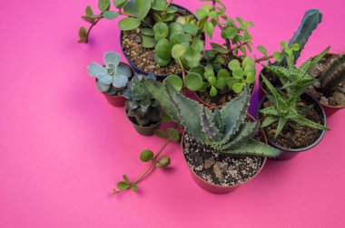 Pembe bir arka plan üzerinde kaktüs ile pota. Pastel tonları. Sevgililer günü. Tropik.