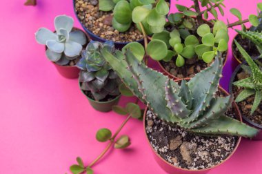 Pembe bir arka plan üzerinde kaktüs ile pota. Pastel tonları. Sevgililer günü. Tropik.