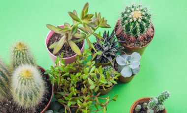 Kaktüs üzerinde yeşil bir arka plan ile pota. Pastel tonları. Tropics. kız el holding çiçek.