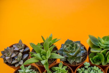 Turuncu üzerinde bitki. Tropikal Yeşiller minimal sanat tasarım. Çağdaş Art.Cactus moda Set.Vanilla Trendy Pastel renkler. Tatlı yaz stili. Yaratıcı sıradışı.