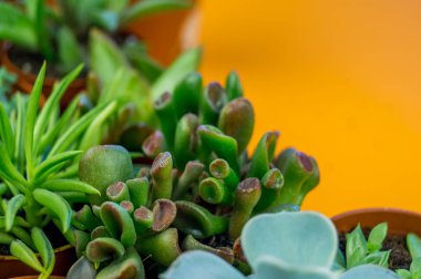 Turuncu üzerinde bitki. Tropikal Yeşiller minimal sanat tasarım. Çağdaş Art.Cactus moda Set.Vanilla Trendy Pastel renkler. Tatlı yaz stili. Yaratıcı sıradışı.