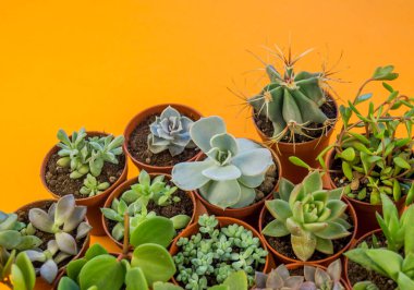 Turuncu üzerinde bitki. Tropikal Yeşiller minimal sanat tasarım. Çağdaş Art.Cactus moda Set.Vanilla Trendy Pastel renkler. Tatlı yaz stili. Yaratıcı sıradışı.