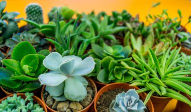 Turuncu üzerinde bitki. Tropikal Yeşiller minimal sanat tasarım. Çağdaş Art.Cactus moda Set.Vanilla Trendy Pastel renkler. Tatlı yaz stili. Yaratıcı sıradışı.