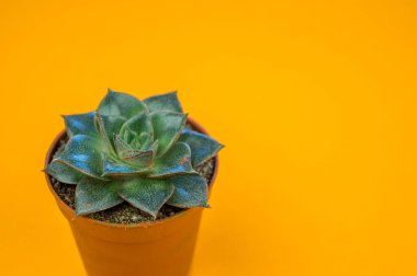 Turuncu üzerinde bitki. Tropikal Yeşiller minimal sanat tasarım. Çağdaş Art.Cactus moda Set.Vanilla Trendy Pastel renkler. Tatlı yaz stili. Yaratıcı sıradışı.