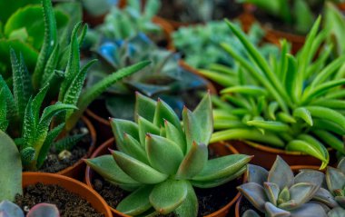 Turuncu üzerinde bitki. Tropikal Yeşiller minimal sanat tasarım. Çağdaş Art.Cactus moda Set.Vanilla Trendy Pastel renkler. Tatlı yaz stili. Yaratıcı sıradışı.