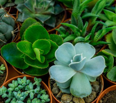 Turuncu üzerinde bitki. Tropikal Yeşiller minimal sanat tasarım. Çağdaş Art.Cactus moda Set.Vanilla Trendy Pastel renkler. Tatlı yaz stili. Yaratıcı sıradışı.